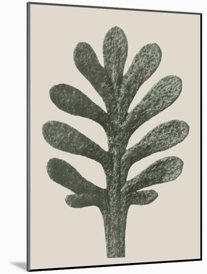 Achillea Umbellata-Karl Blossfeldt-Mounted Giclee Print