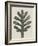 Achillea Umbellata-Karl Blossfeldt-Framed Giclee Print