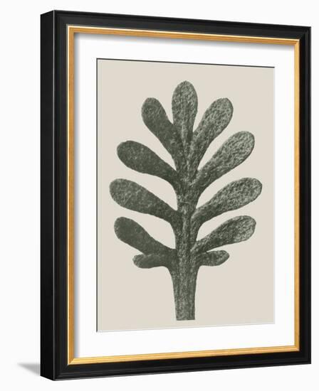 Achillea Umbellata-Karl Blossfeldt-Framed Giclee Print