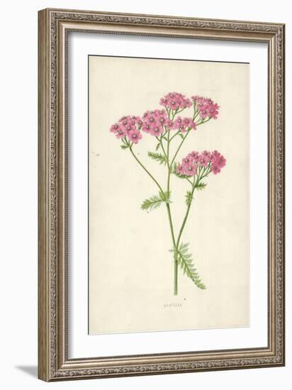 Achillea-Frederick Edward Hulme-Framed Giclee Print