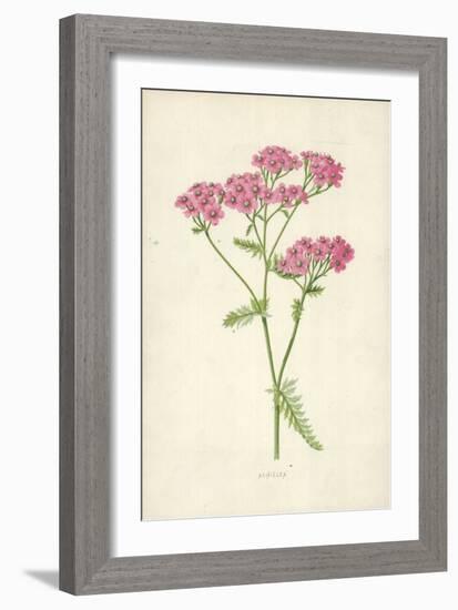 Achillea-Frederick Edward Hulme-Framed Giclee Print