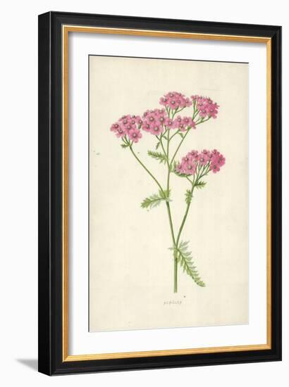 Achillea-Frederick Edward Hulme-Framed Giclee Print