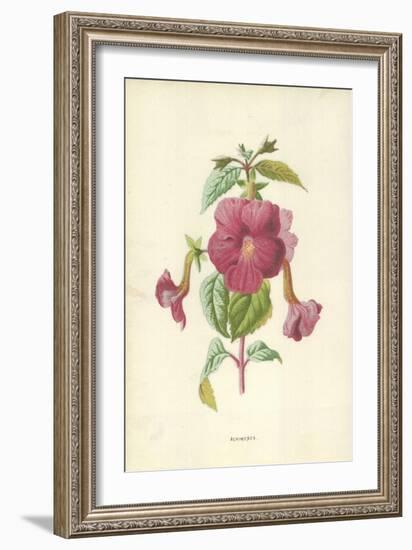 Achimenes-Frederick Edward Hulme-Framed Giclee Print