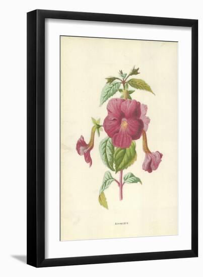 Achimenes-Frederick Edward Hulme-Framed Giclee Print