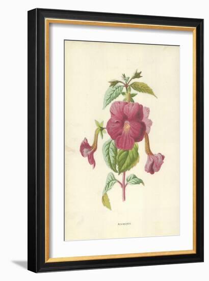 Achimenes-Frederick Edward Hulme-Framed Giclee Print