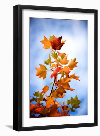 Acidic Colors-Philippe Sainte-Laudy-Framed Photographic Print