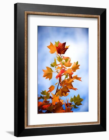 Acidic Colors-Philippe Sainte-Laudy-Framed Photographic Print