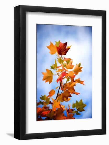 Acidic Colors-Philippe Sainte-Laudy-Framed Photographic Print