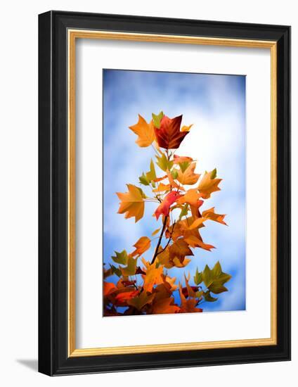 Acidic Colors-Philippe Sainte-Laudy-Framed Photographic Print