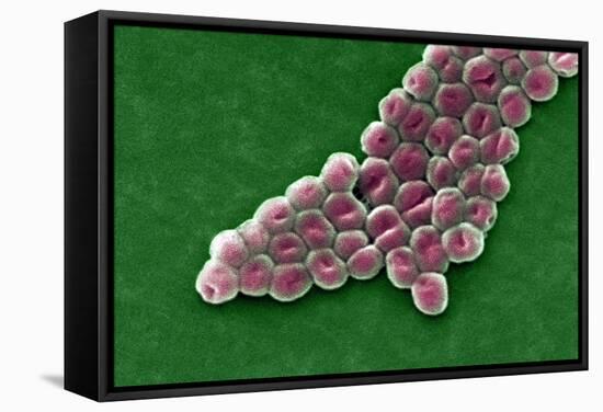 Acinetobacter Baumannii Bacteria, SEM-CDC-Framed Premier Image Canvas