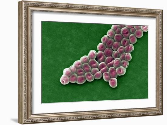 Acinetobacter Baumannii Bacteria, SEM-CDC-Framed Photographic Print