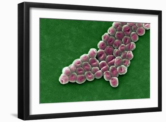 Acinetobacter Baumannii Bacteria, SEM-CDC-Framed Photographic Print