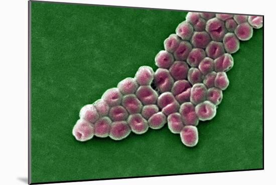 Acinetobacter Baumannii Bacteria, SEM-CDC-Mounted Photographic Print