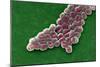 Acinetobacter Baumannii Bacteria, SEM-CDC-Mounted Photographic Print