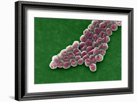 Acinetobacter Baumannii Bacteria, SEM-CDC-Framed Photographic Print