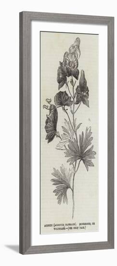 Aconite (Aconitum Napellus), Monkshood, or Wolfsbane-null-Framed Giclee Print