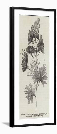 Aconite (Aconitum Napellus), Monkshood, or Wolfsbane-null-Framed Giclee Print