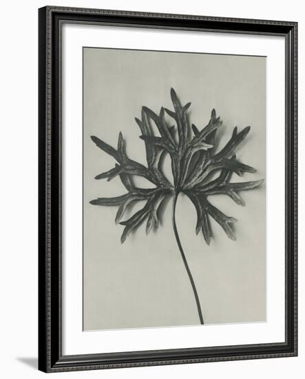 Aconitum anthora-Karl Blossfeldt-Framed Giclee Print