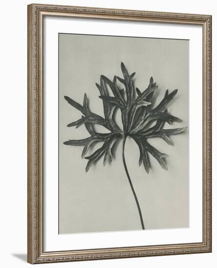 Aconitum anthora-Karl Blossfeldt-Framed Giclee Print