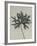 Aconitum anthora-Karl Blossfeldt-Framed Giclee Print