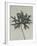 Aconitum anthora-Karl Blossfeldt-Framed Giclee Print