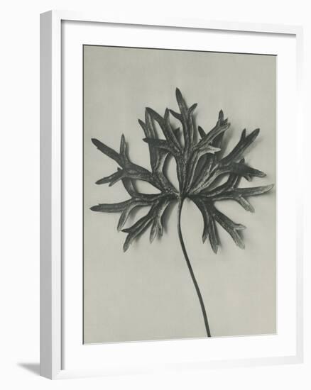 Aconitum anthora-Karl Blossfeldt-Framed Giclee Print