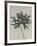 Aconitum anthora-Karl Blossfeldt-Framed Giclee Print