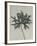 Aconitum anthora-Karl Blossfeldt-Framed Giclee Print