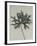 Aconitum anthora-Karl Blossfeldt-Framed Giclee Print