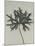 Aconitum anthora-Karl Blossfeldt-Mounted Giclee Print