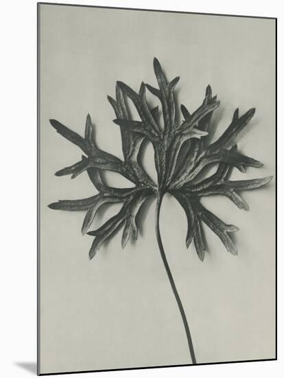 Aconitum anthora-Karl Blossfeldt-Mounted Giclee Print