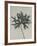 Aconitum anthora-Karl Blossfeldt-Framed Giclee Print