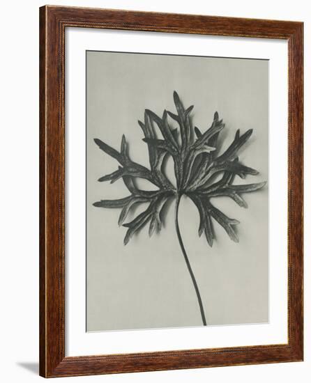 Aconitum anthora-Karl Blossfeldt-Framed Giclee Print