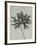 Aconitum anthora-Karl Blossfeldt-Framed Giclee Print