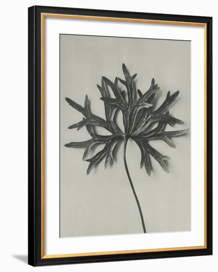 Aconitum anthora-Karl Blossfeldt-Framed Giclee Print