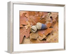 Acorn and Oak Leaves-Diane Miller-Framed Photographic Print