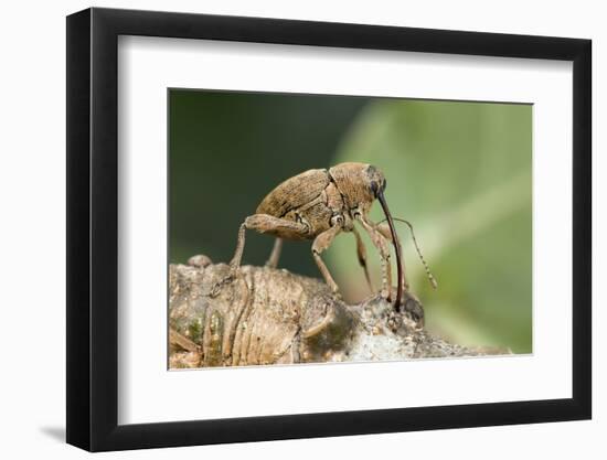 Acorn Weevil (Curculio Venosus) Drilling Into Oak Twig To Drink Sap. Captive, UK, August-Andy Sands-Framed Photographic Print