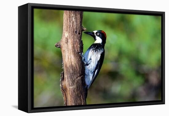 Acorn Woodpecker Female (Melanerpes Formicivorus) Searching for Food-Richard Wright-Framed Premier Image Canvas