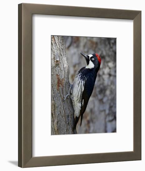 Acorn Woodpecker (Melanerpes Formicivorus), Chiricahuas, Coronado National Forest, Arizona, USA-James Hager-Framed Photographic Print