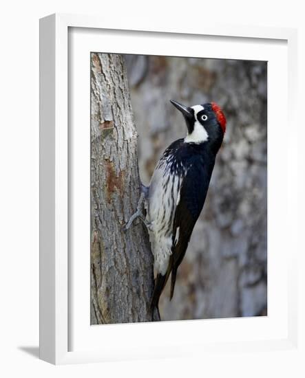 Acorn Woodpecker (Melanerpes Formicivorus), Chiricahuas, Coronado National Forest, Arizona, USA-James Hager-Framed Photographic Print
