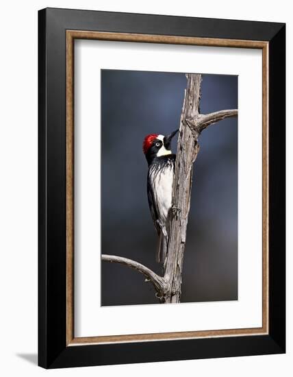 Acorn Woodpecker (Melanerpes Formicivorus)-James Hager-Framed Photographic Print