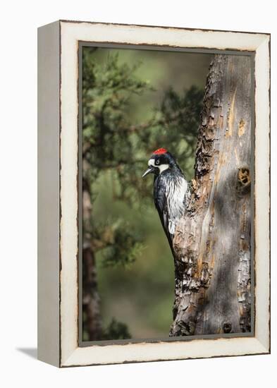 Acorn Woodpecker on Alligator Juniper-Larry Ditto-Framed Premier Image Canvas