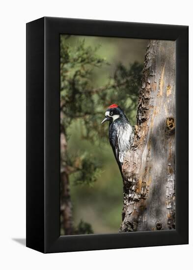 Acorn Woodpecker on Alligator Juniper-Larry Ditto-Framed Premier Image Canvas