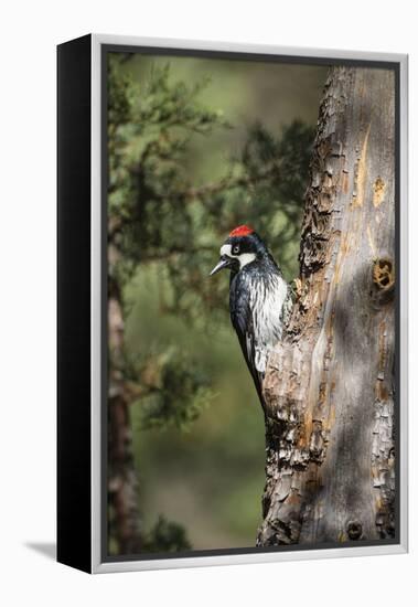 Acorn Woodpecker on Alligator Juniper-Larry Ditto-Framed Premier Image Canvas