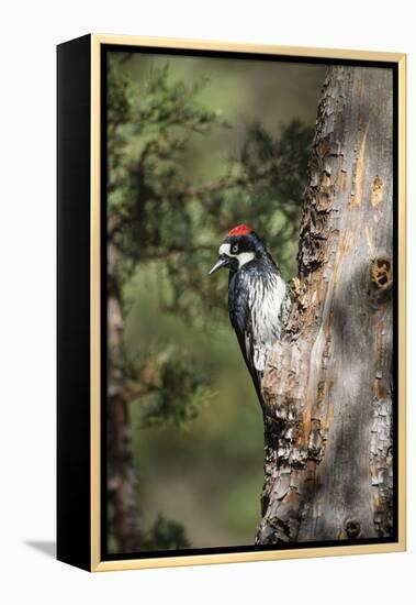 Acorn Woodpecker on Alligator Juniper-Larry Ditto-Framed Premier Image Canvas