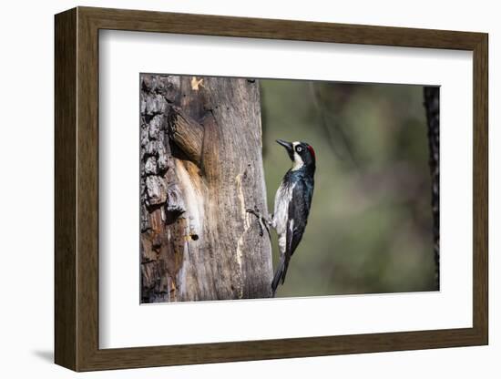 Acorn Woodpecker on Alligator Juniper-Larry Ditto-Framed Photographic Print