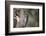 Acorn Woodpecker on Alligator Juniper-Larry Ditto-Framed Photographic Print
