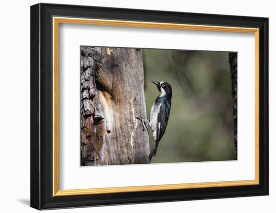 Acorn Woodpecker on Alligator Juniper-Larry Ditto-Framed Photographic Print