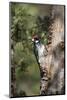 Acorn Woodpecker on Alligator Juniper-Larry Ditto-Mounted Photographic Print