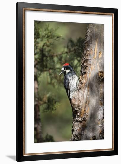 Acorn Woodpecker on Alligator Juniper-Larry Ditto-Framed Photographic Print